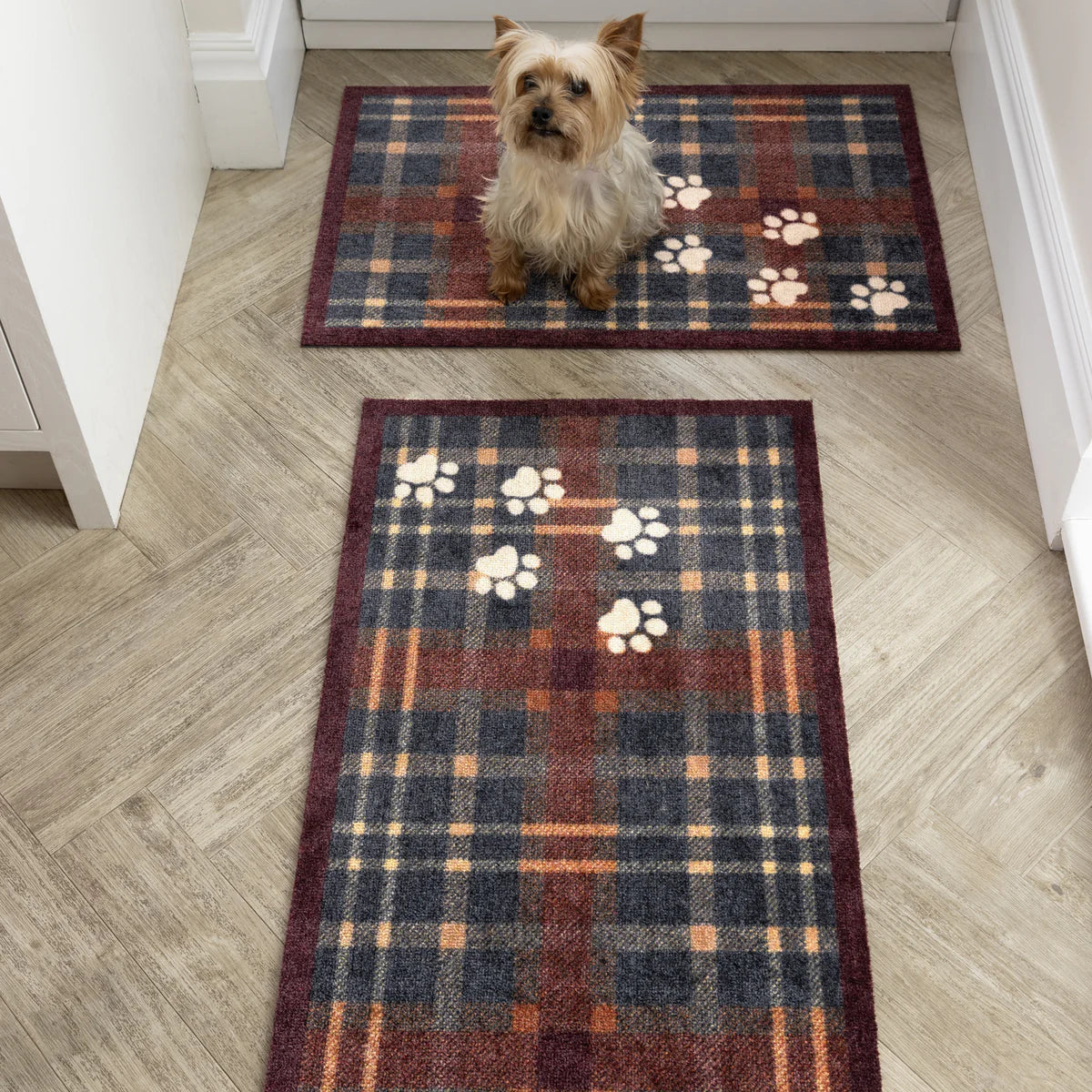 Plaid Paws