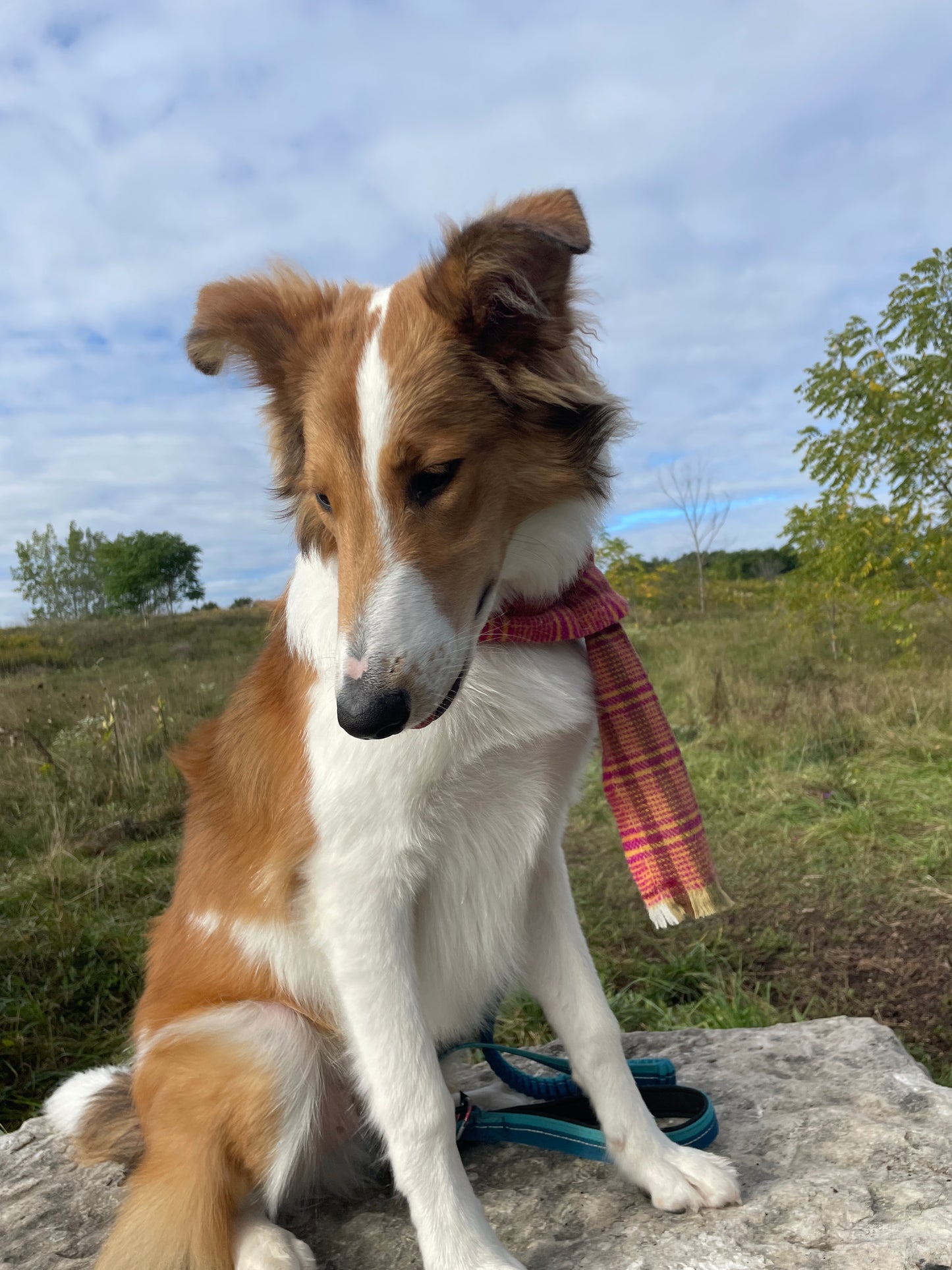 Vintage Wool Dog Scarves