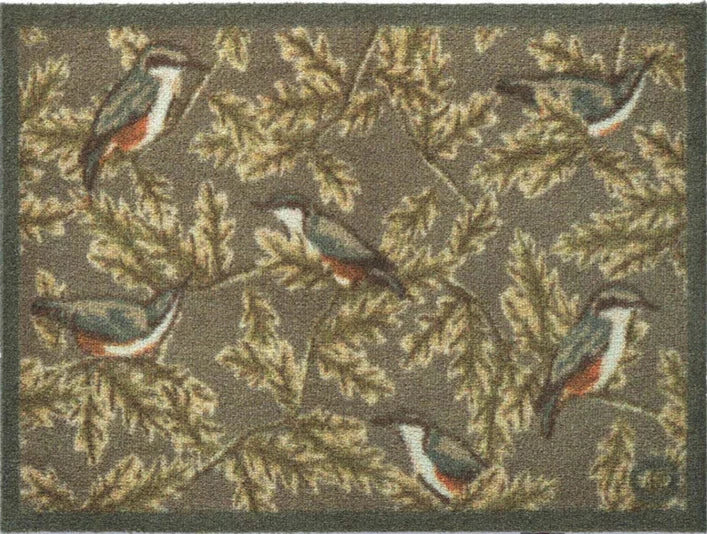 Nuthatch 1